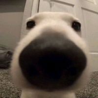 TikTok Account - https://p16-sg.tiktokcdn.com/tos-alisg-avt-0068/3f12740835c7b120ecf8d4a27b361ebd~tplv-tiktokx-cropcenter:200:200.jpeg