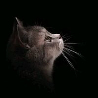 TikTok Account - https://p16-sg.tiktokcdn.com/tos-alisg-avt-0068/42e01e579f019331a1807a9960ccdc62~tplv-tiktokx-cropcenter:200:200.jpeg