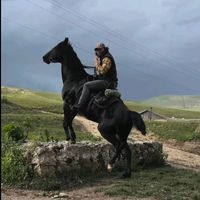 heyvanalemi