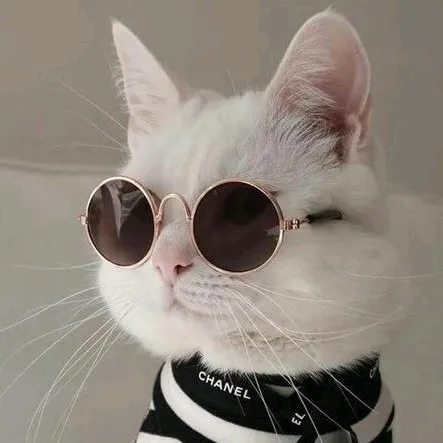 @cats.live9