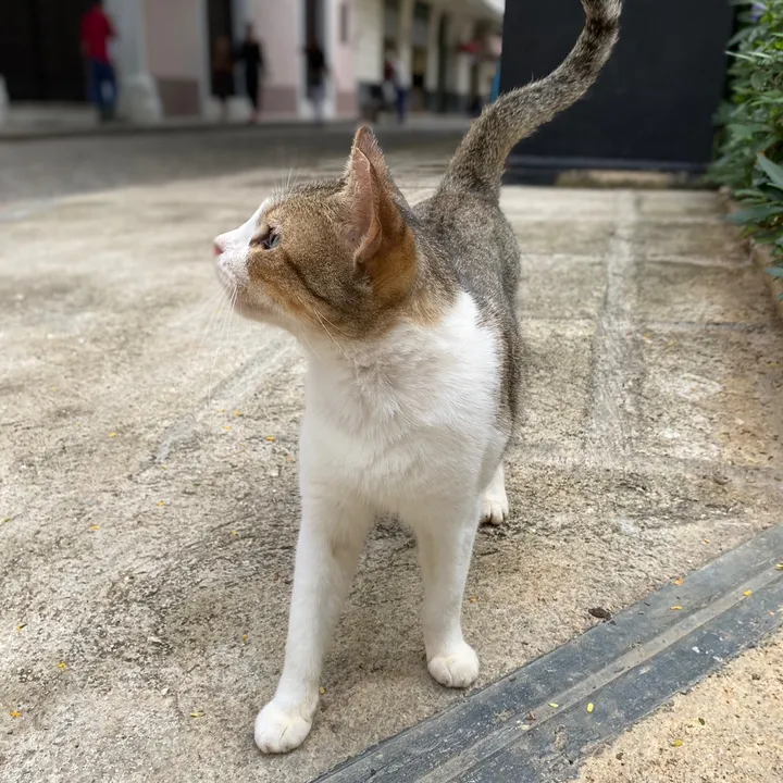 mrbeastrice
