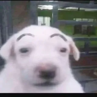 koyanwtlgq6