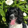Theo -English Springer Spaniel - @theodorethespringer - TikTok