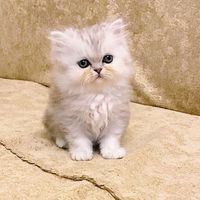 pisiksatisiii