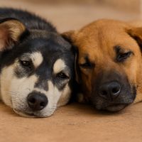 original sound - black.red2025