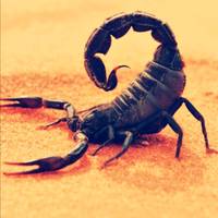 TikTok Account - scorpionkingg472
