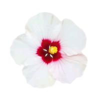 TikTok Account - https://p16-sg.tiktokcdn.com/tos-alisg-avt-0068/573b06b56c0ee00786a11adcf18c15be~tplv-tiktokx-cropcenter:200:200.jpeg