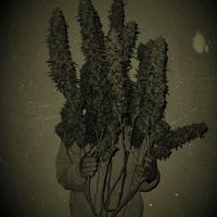 TikTok Account - https://p16-sg.tiktokcdn.com/tos-alisg-avt-0068/58d938fa65a9783e003796bfacb1d122~tplv-tiktokx-cropcenter:200:200.jpeg