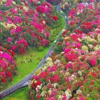 TikTok Account - https://p16-sg.tiktokcdn.com/tos-alisg-avt-0068/5b49eccdc6d5e925af2f0342366a980a~tplv-tiktokx-cropcenter:200:200.jpeg