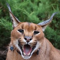 pumbercaracal