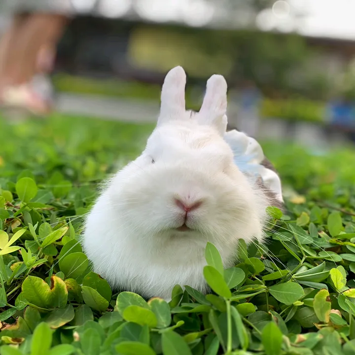 strbunny15