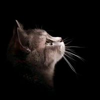 original sound - capricorn_6395