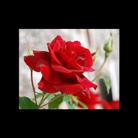 TikTok Account - https://p16-sg.tiktokcdn.com/tos-alisg-avt-0068/64895c4832df30e42a6fe755835a30d8~tplv-tiktokx-cropcenter:200:200.jpeg