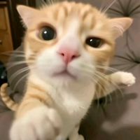 naot_couq