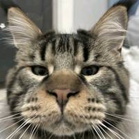 TikTok Account Photo