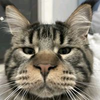 TikTok Account Photo