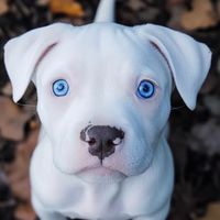 TikTok Account Photo