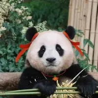 fubao_cute