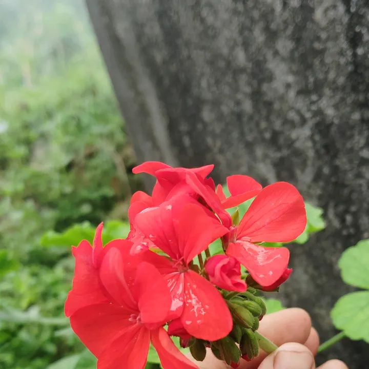puspa.resmi.magar