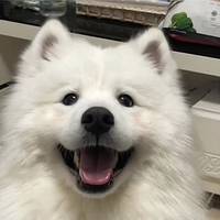 TikTok Account - sukham398