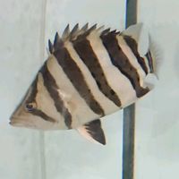 puudouraku