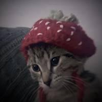 TikTok Account - https://p16-sg.tiktokcdn.com/tos-alisg-avt-0068/7310684376247992321~tplv-tiktokx-cropcenter-q:200:200:q70.jpg