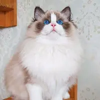 TikTok Account Photo