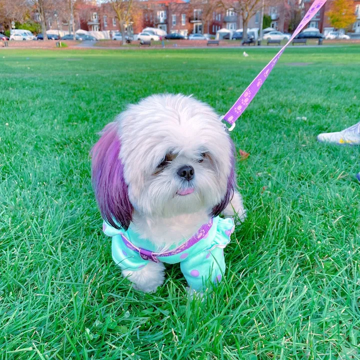 @thehappytails