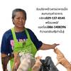 pameowthiwa888