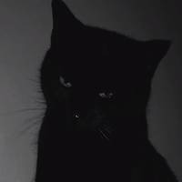 TikTok Account Photo