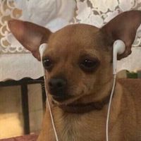 오리지널 사운드 - 🎶☑️