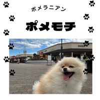 オリジナル楽曲 - ポメモチ