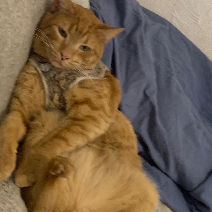 cat.free.fire67