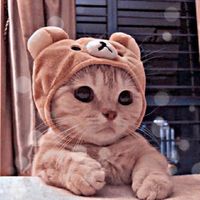 user211637016