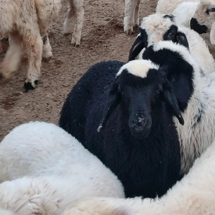 .ahmet.turan