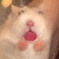 TikTok Account - https://p16-sg.tiktokcdn.com/tos-alisg-avt-0068/8658fd80dfc5522873f13b9af76d61ea~tplv-tiktokx-cropcenter:200:200.jpeg