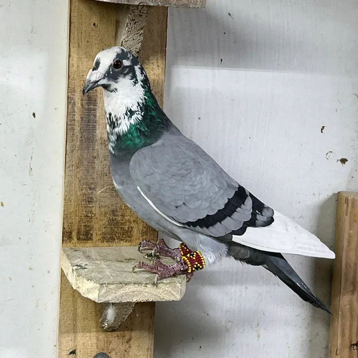 aslan.pigeons