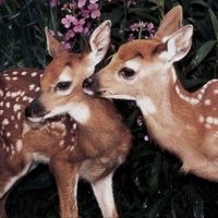 TikTok Account - https://p16-sg.tiktokcdn.com/tos-alisg-avt-0068/8b89ef4d25015370412291e55e75dc46~tplv-tiktokx-cropcenter:200:200.jpeg