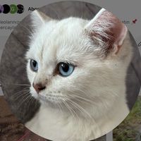 TikTok Account Photo