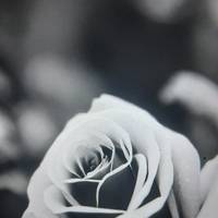 TikTok Account Photo