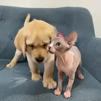 TikTok Account Photo
