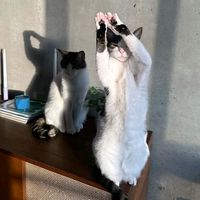 TikTok Account - https://p16-sg.tiktokcdn.com/tos-alisg-avt-0068/93c7220e748fc630020edf7f95fed470~tplv-tiktokx-cropcenter:200:200.jpeg