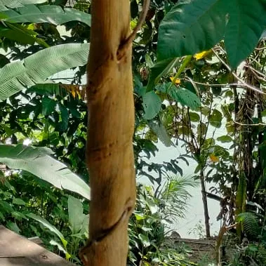 gompoton