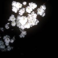 TikTok Account - flwhney