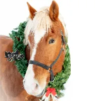 pigeonlakehorse