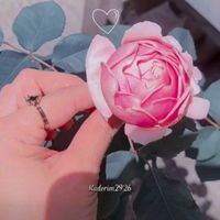 nouraldeen33
