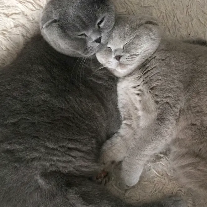 lovecatsbj