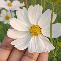 alaminrumi_05