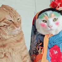 nhạc nền - Mèo iuuuu♥️