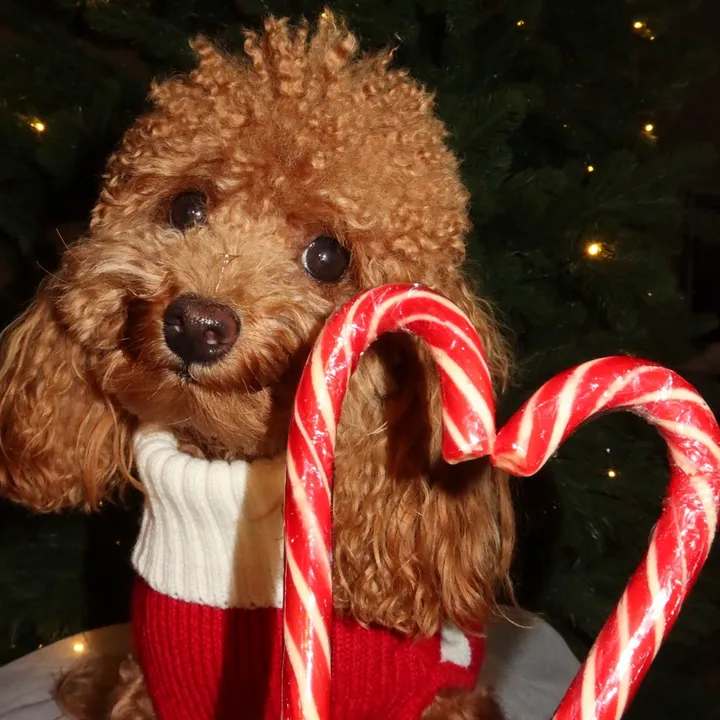beatrice_poodlee